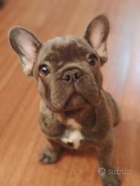 Bulldog francese