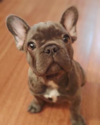 Bulldog francese