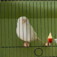 Canarini norwich york fife border