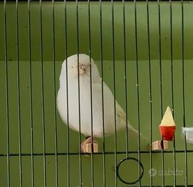 Canarini norwich york fife border