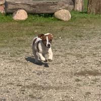 Cuccioli jack russell terrier