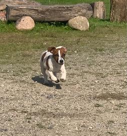 Cuccioli jack russell terrier