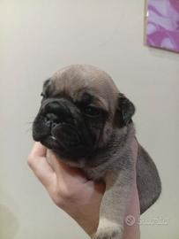 Cuccioli bulldog francese