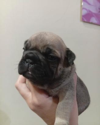 Cuccioli bulldog francese
