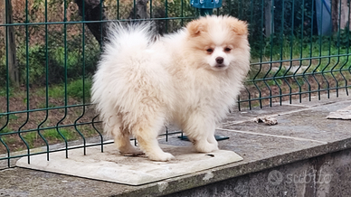 Spitz di Pomerania nana