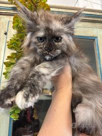 Cucciola di Maine Coon