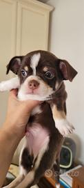 Chihuahua cucciolo maschio