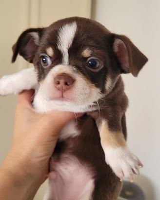 Chihuahua cucciolo maschio