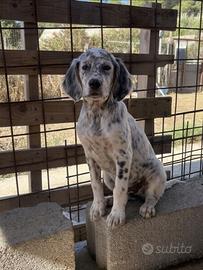 Cuccioli Setter Inglese