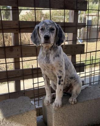 Cuccioli Setter Inglese