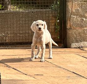 Cucciola di Setter Inglese