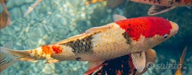 Carpa showa sangue sakai