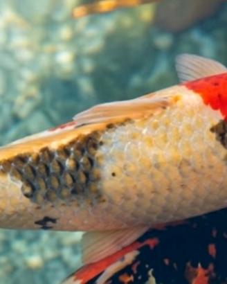 Carpa showa sangue sakai