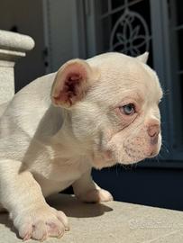 Bulldog francese