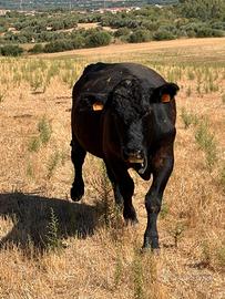Angus Riproduttore