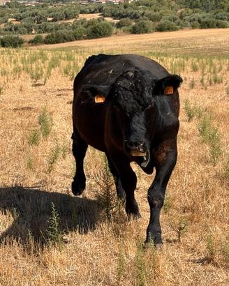 Angus Riproduttore