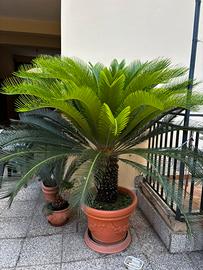 Cycas revoluta