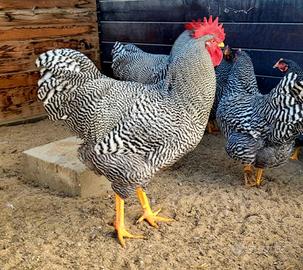 Galline ornamentali