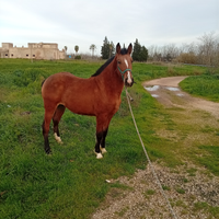 Puledro spagnolo quarter