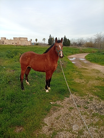 Puledro spagnolo quarter