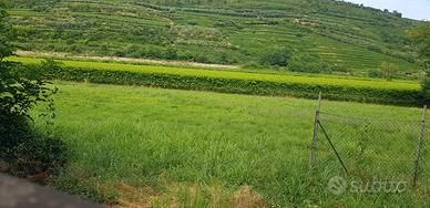 Terreno agricolo
