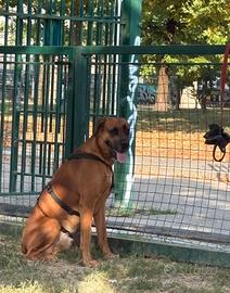 Cane maschio di 3 anni