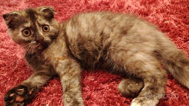 Gattini Scottish Fold e Straight