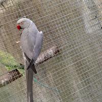 Psittacula kramery maschio