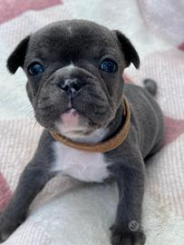 Bulldog francesi blu