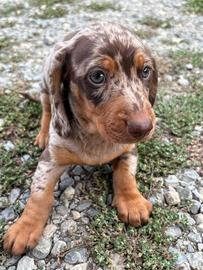Cuccioli Bassotto