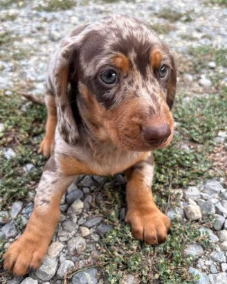 Cuccioli Bassotto