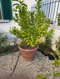 5 piante di limone 1 pianta di arancio