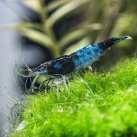 Gamberetti caridine e neocaridine acquario