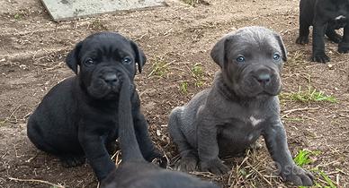 Cuccioli di Cane Corso 