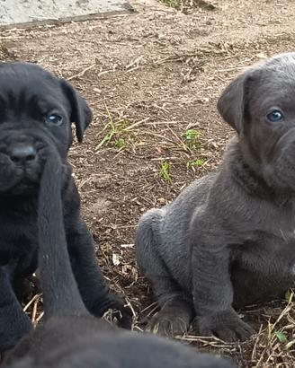Cuccioli di Cane Corso 