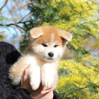 Akita inu