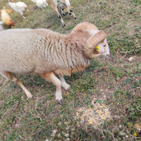 Pecora nana d'ouessant