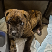 Cane corso