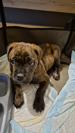 Cane corso