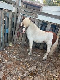 Pony maschio