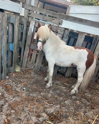 Pony maschio