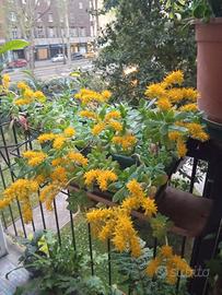 Pianta grassa grande in vaso rettangolare cm 40