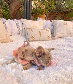 Bulldog francese Fluffy