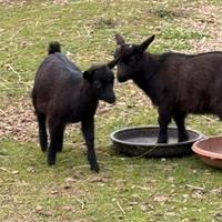 Caprette tibetane nane