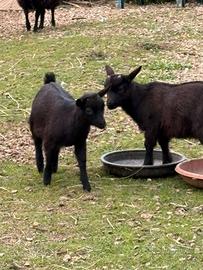 Caprette tibetane nane