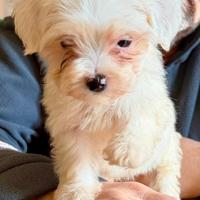 Cuccioli Maltipoo disponibili