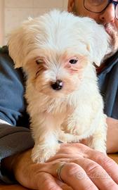 Cuccioli Maltipoo disponibili