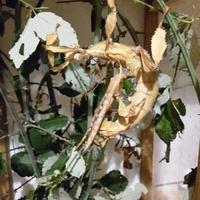 Insetti stecco - foglia secca