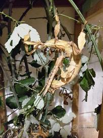 Insetti stecco - foglia secca