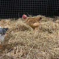 Polli da carne incroci razze pesanti